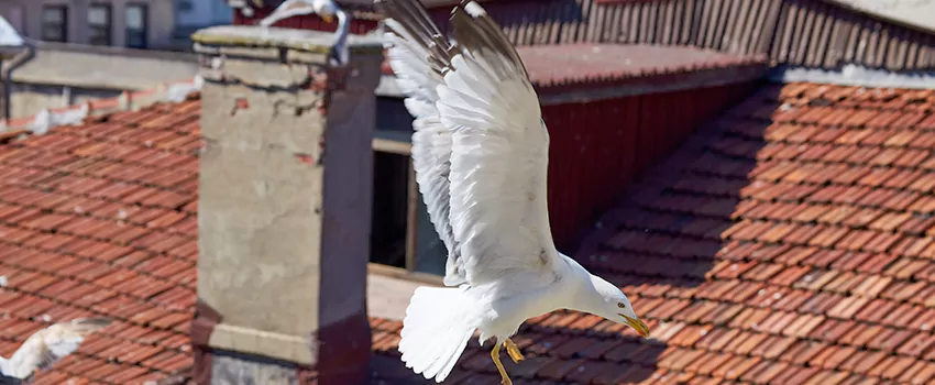 Residential Chimney Animal Removal Solution in San Pablo, CA