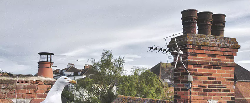 Chimney Cleaning And Restoration in San Pablo, California